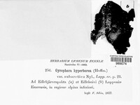 Gyrophora hyperborea image